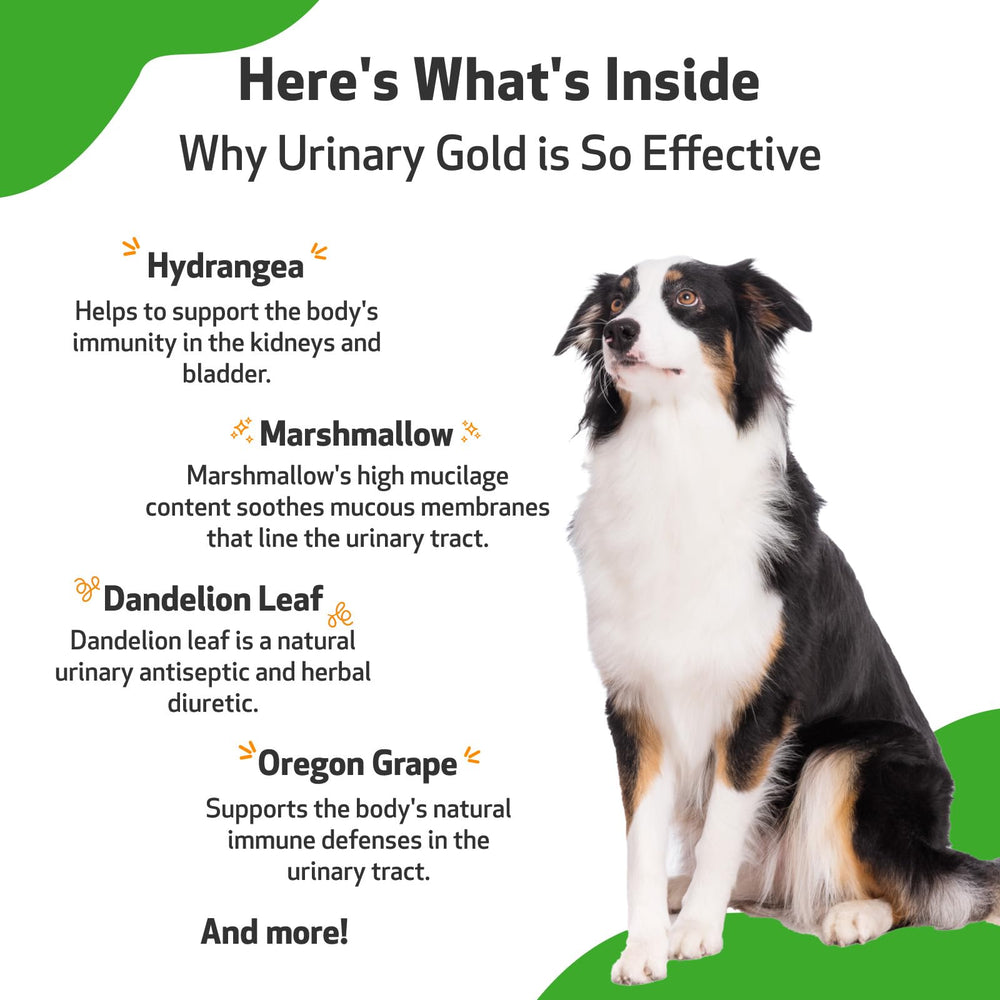 Pet Wellbeing Urinary Gold liquid texture closeup indicating smooth absorption