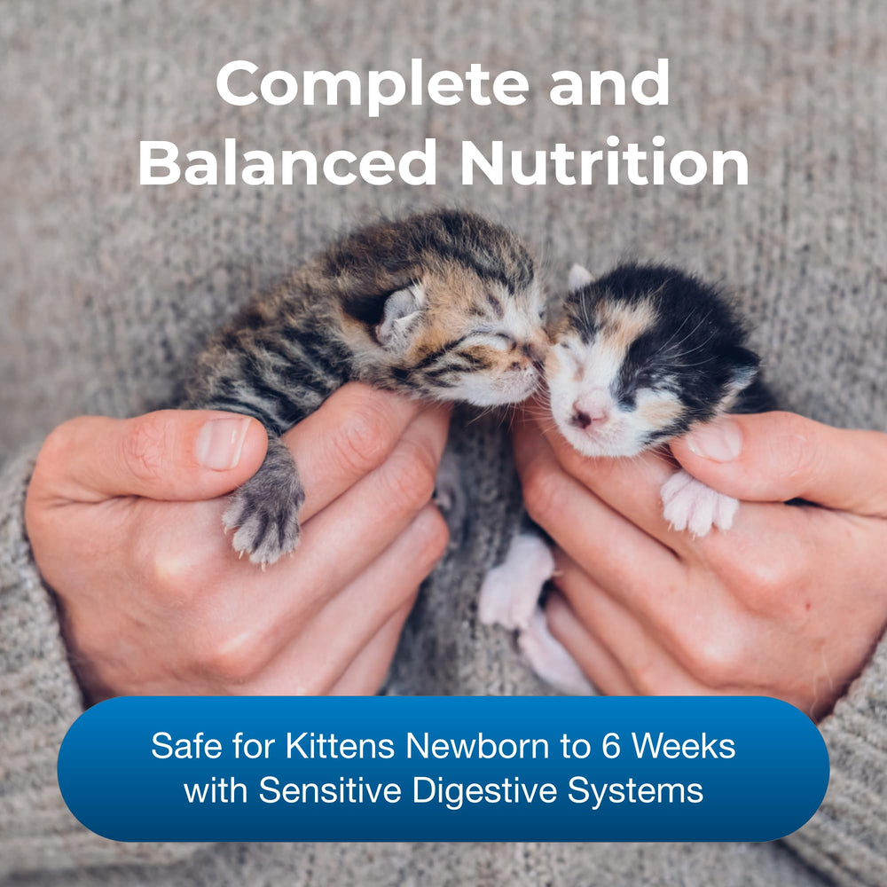 PetAg Goat's Milk KMR powder dissolving in warm water for kitten feeding.