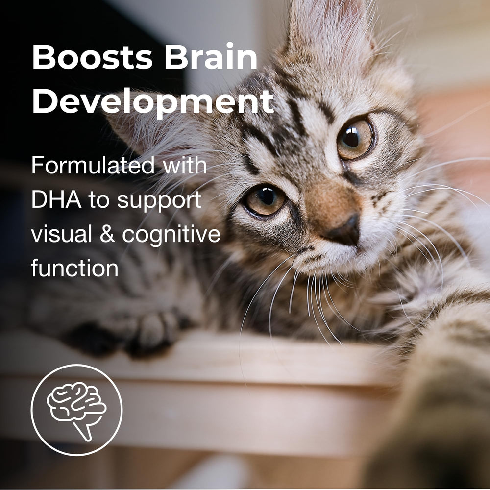 PetAg KMR 2nd Step twin-pack shows convenient kit for ongoing weaning supply.