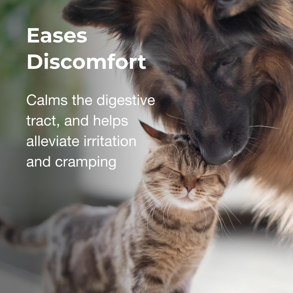 PetAg Pet Pectillin easy-administration cap and dropper enables simple dosing