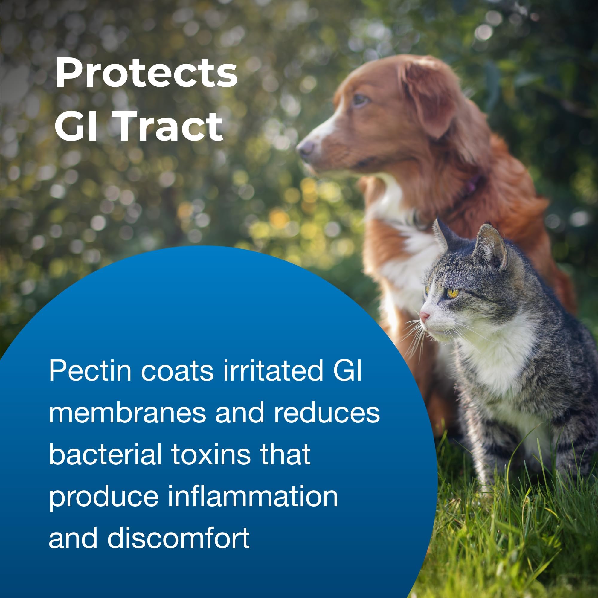 PetAg Pet Pectillin electrolyte-support visuals highlight hydration benefits for GI upset