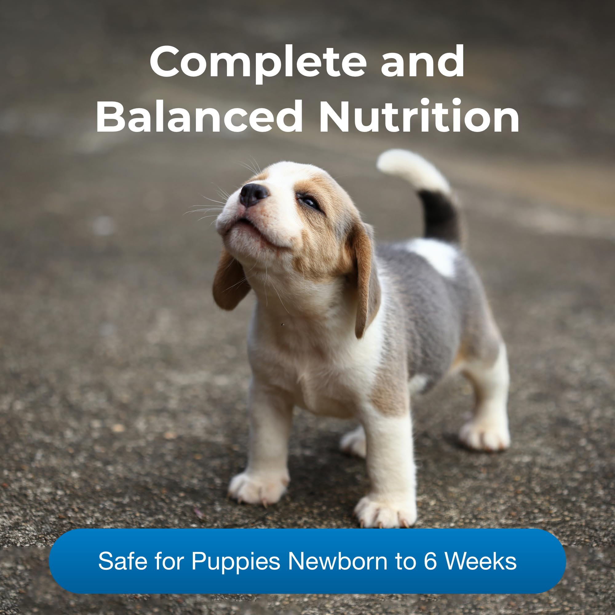 Prepared PetLac liquid in a bowl ready for newborn puppies.