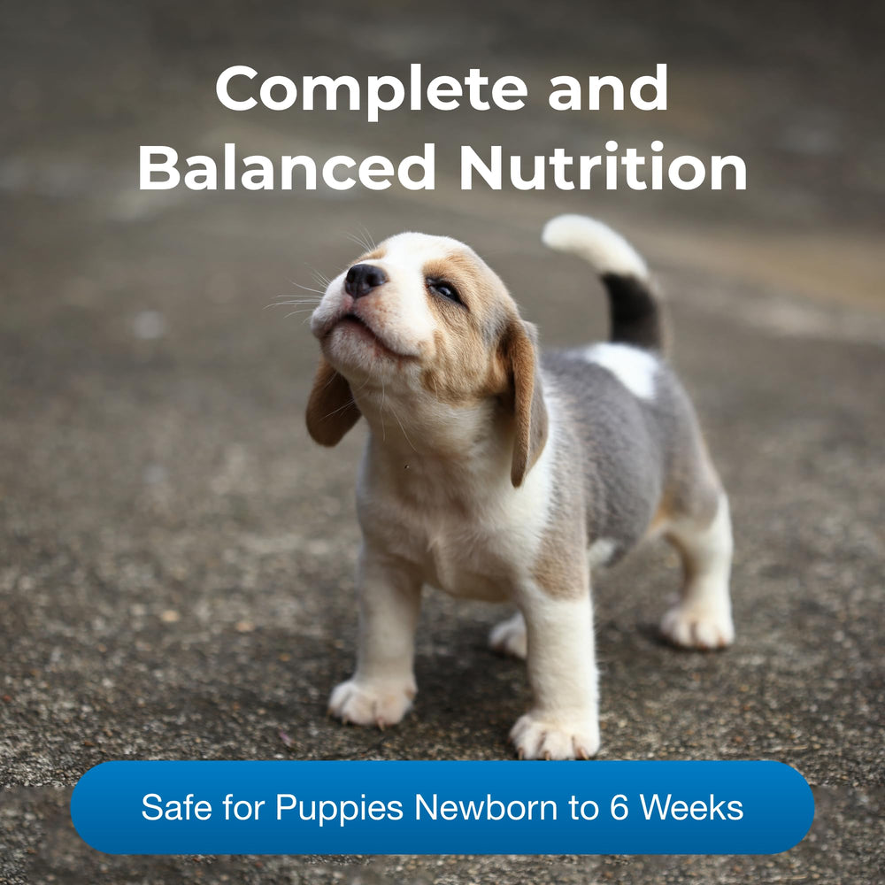 Prepared PetLac liquid in a bowl ready for newborn puppies.