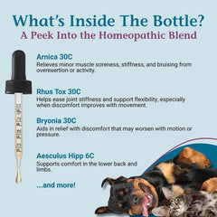 PetAlive ComfyPet-dog-walk-use shows a pet enjoying smoother daytime activity.