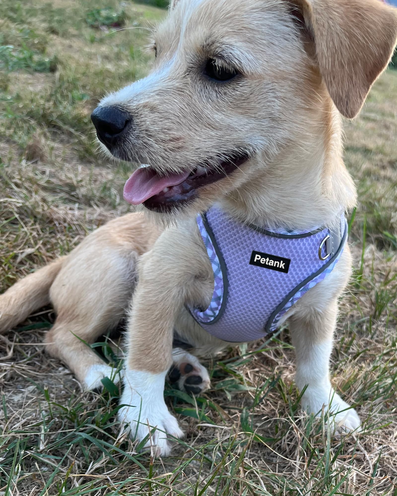 Petank dog harness velcro-hair-friendly closeup highlighting snag-free fastening