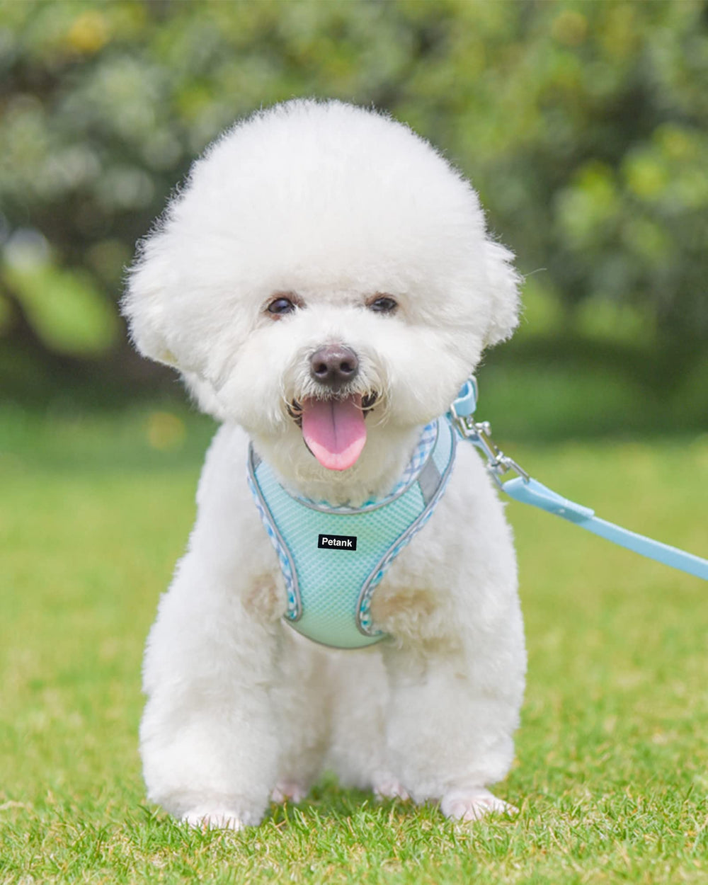 Petank harness light blue XXS worn on a dog during a walking session for control