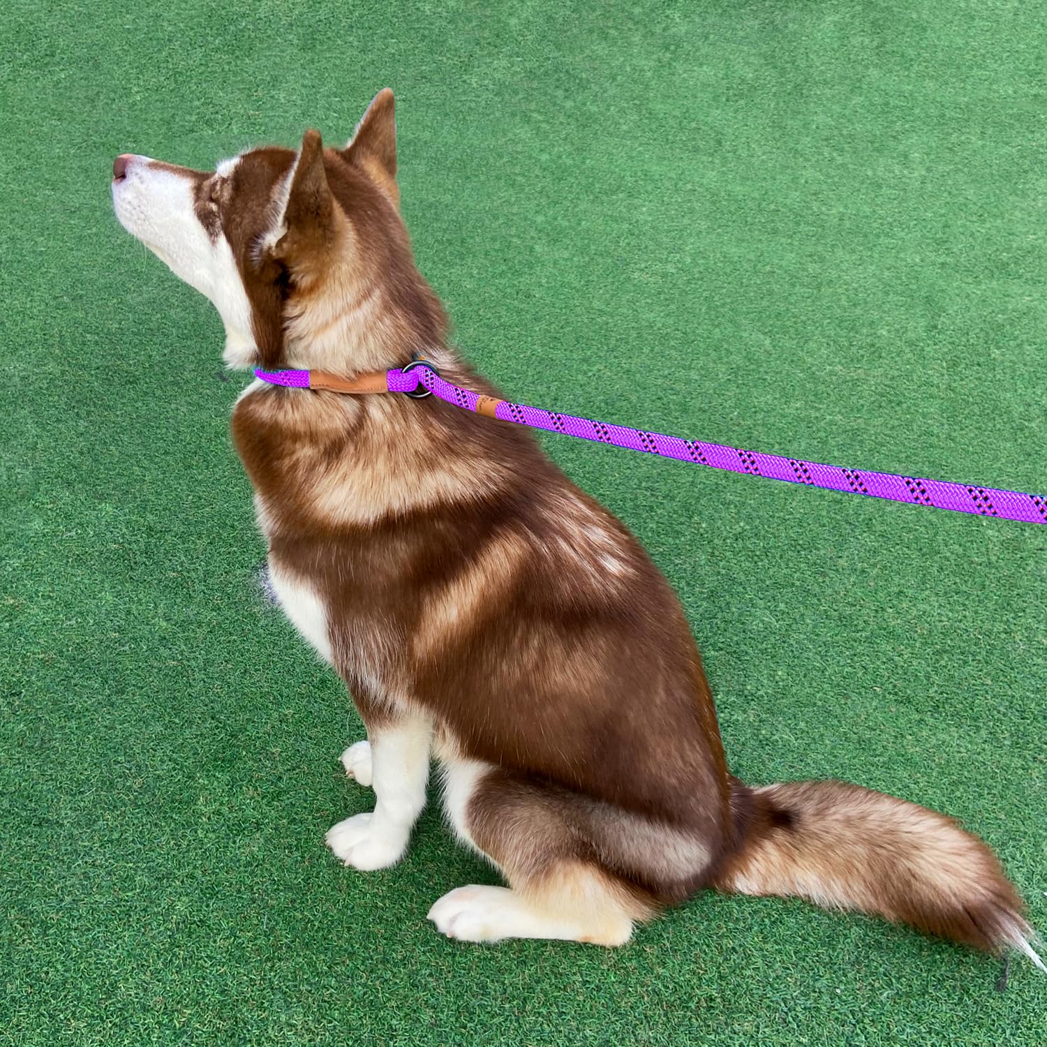 Petarea purple-stripe leash closeup emphasizes visibility and secure grip