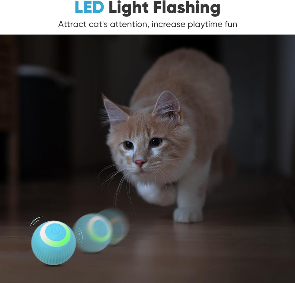 Petbobi LED night play lights guide kittens during evening sessions.