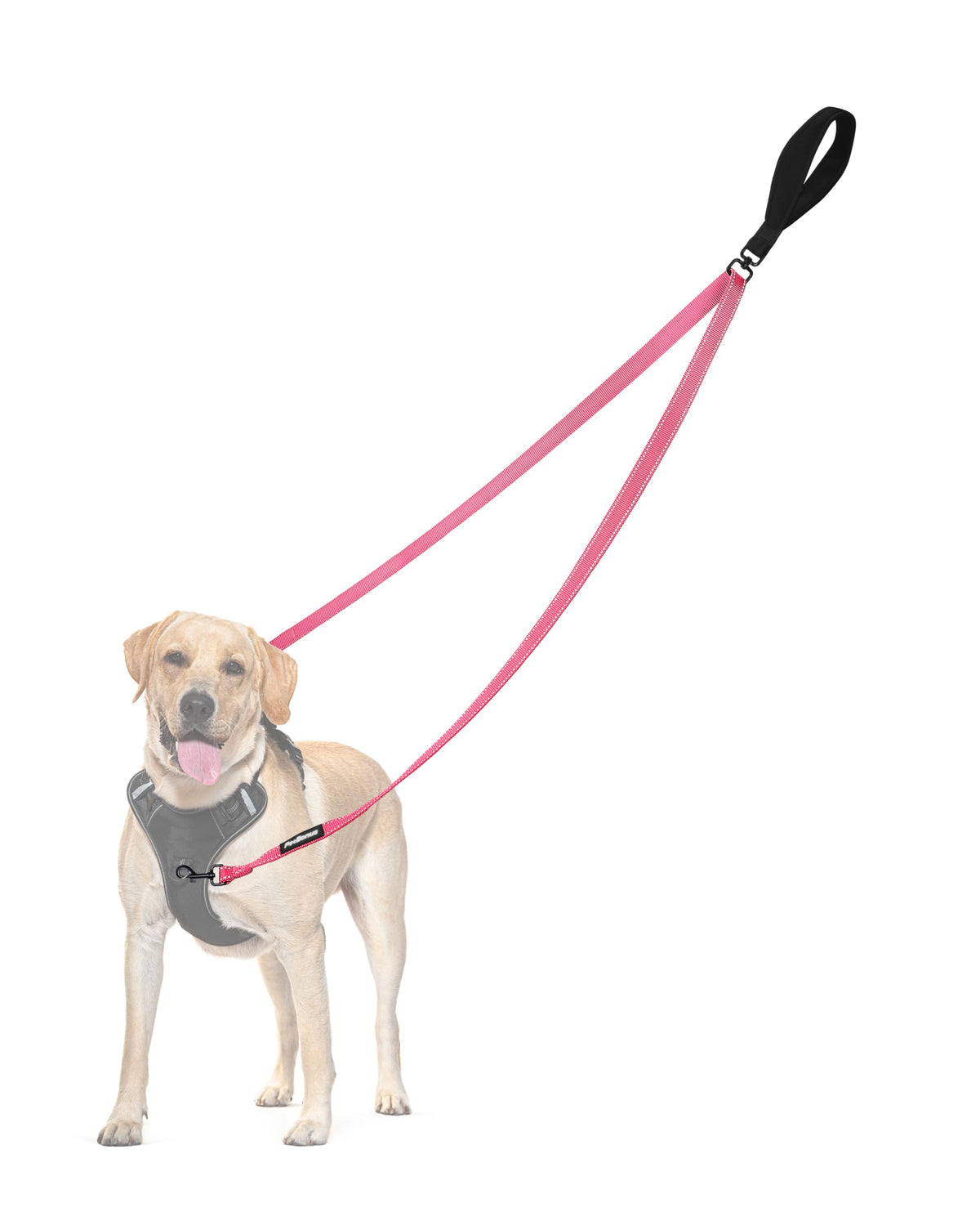 PetBonus two point control leash front-control view highlights dual clips for gentler steering.
