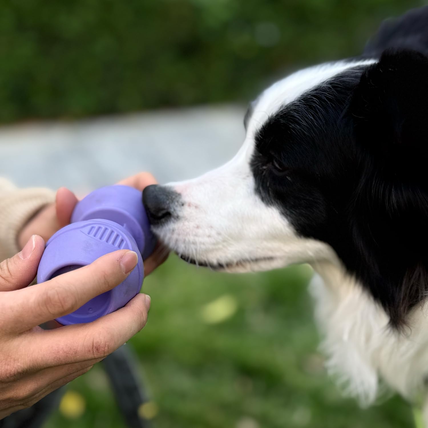 PetClan Chewise safe chew time promotes calm, supervised snack sessions.