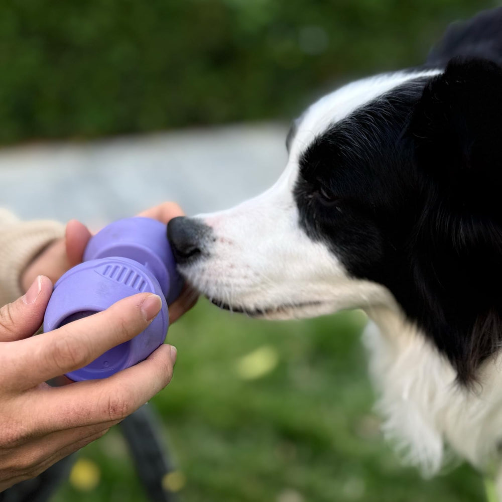PetClan Chewise safe chew time promotes calm, supervised snack sessions.