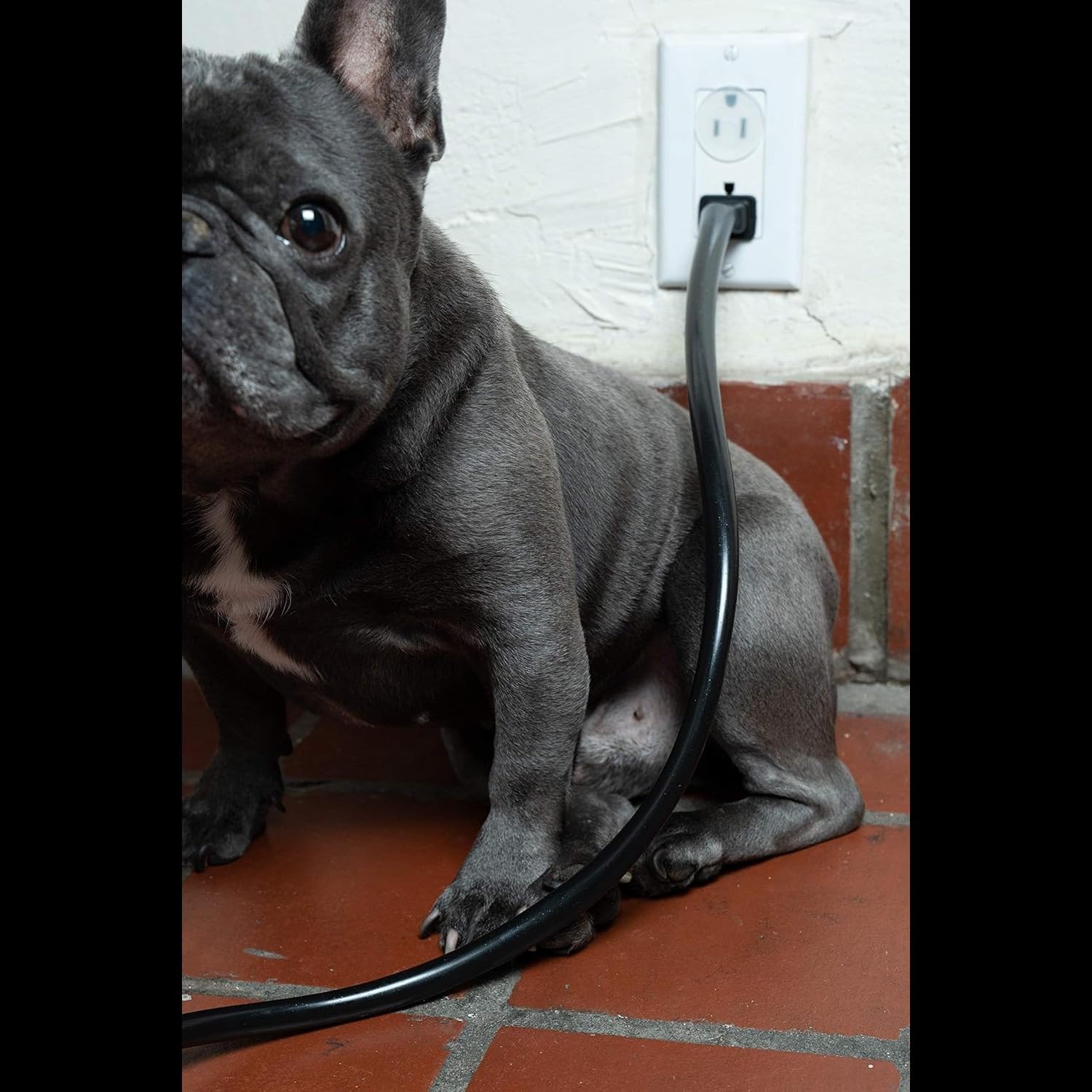PetCords power cords and kitchen appliances stay safeguarded in busy homes.