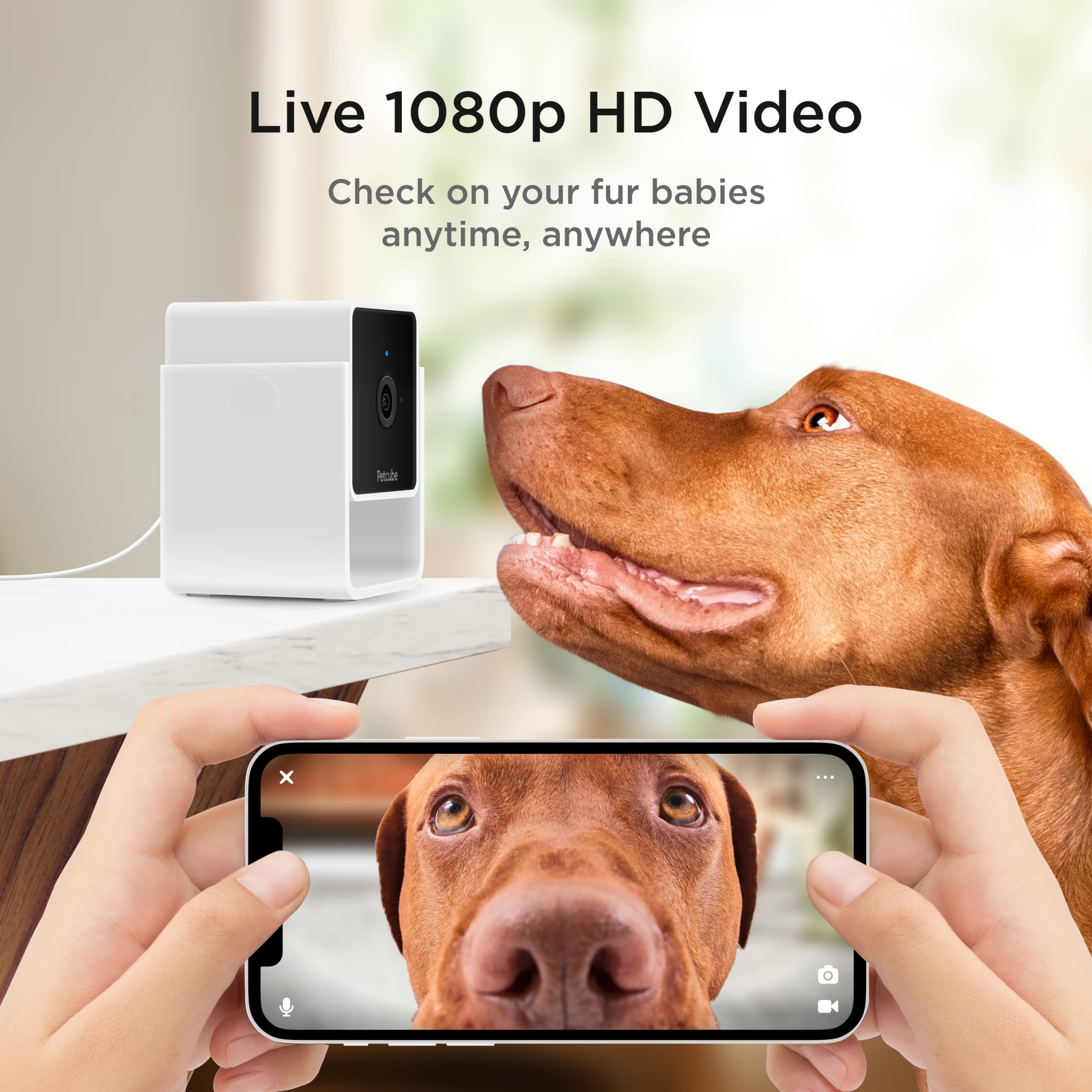 Petcube Cam night vision view highlights clear pet monitoring after dark.
