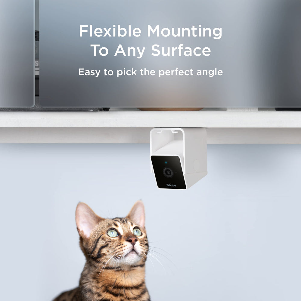 Petcube Cam video history downloads show saved moments for later review.