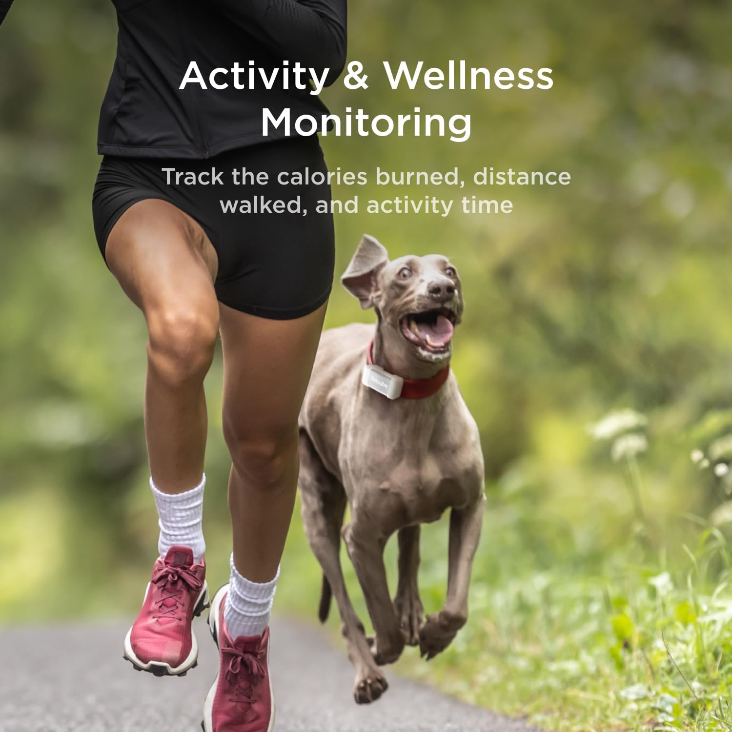 Petcube GPS Tracker health tracking shows steps and calories for wellness insights.
