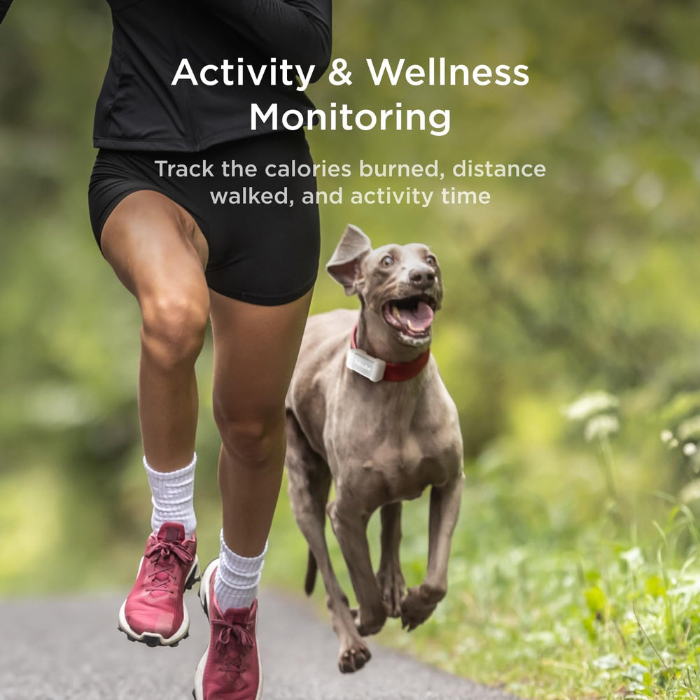 Petcube GPS Tracker health tracking shows steps and calories for wellness insights.