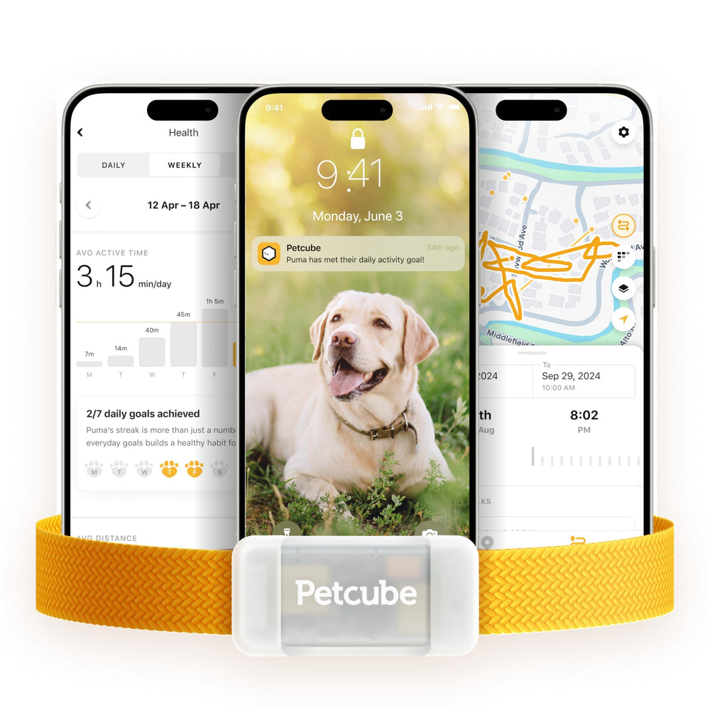Petcube GPS Tracker live location map shows real-time position for quick reunions.