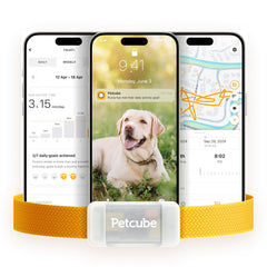 Petcube GPS Tracker live location map shows real-time position for quick reunions.