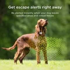 Petcube GPS Tracker long-battery life indicator highlights up to 30 days of use.