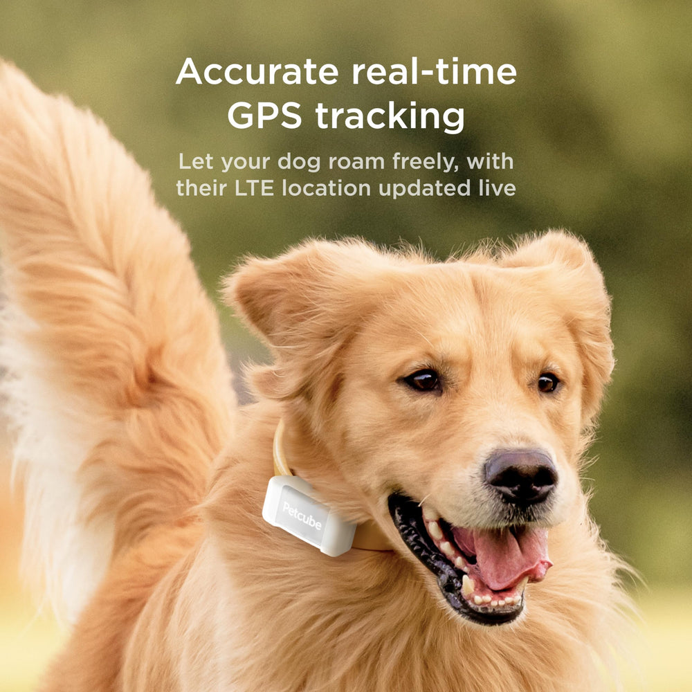 Petcube GPS Tracker subscription connectivity enables continuous real-time tracking via cellular networks.