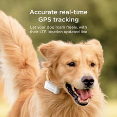 Petcube GPS Tracker subscription connectivity enables continuous real-time tracking via cellular networks.