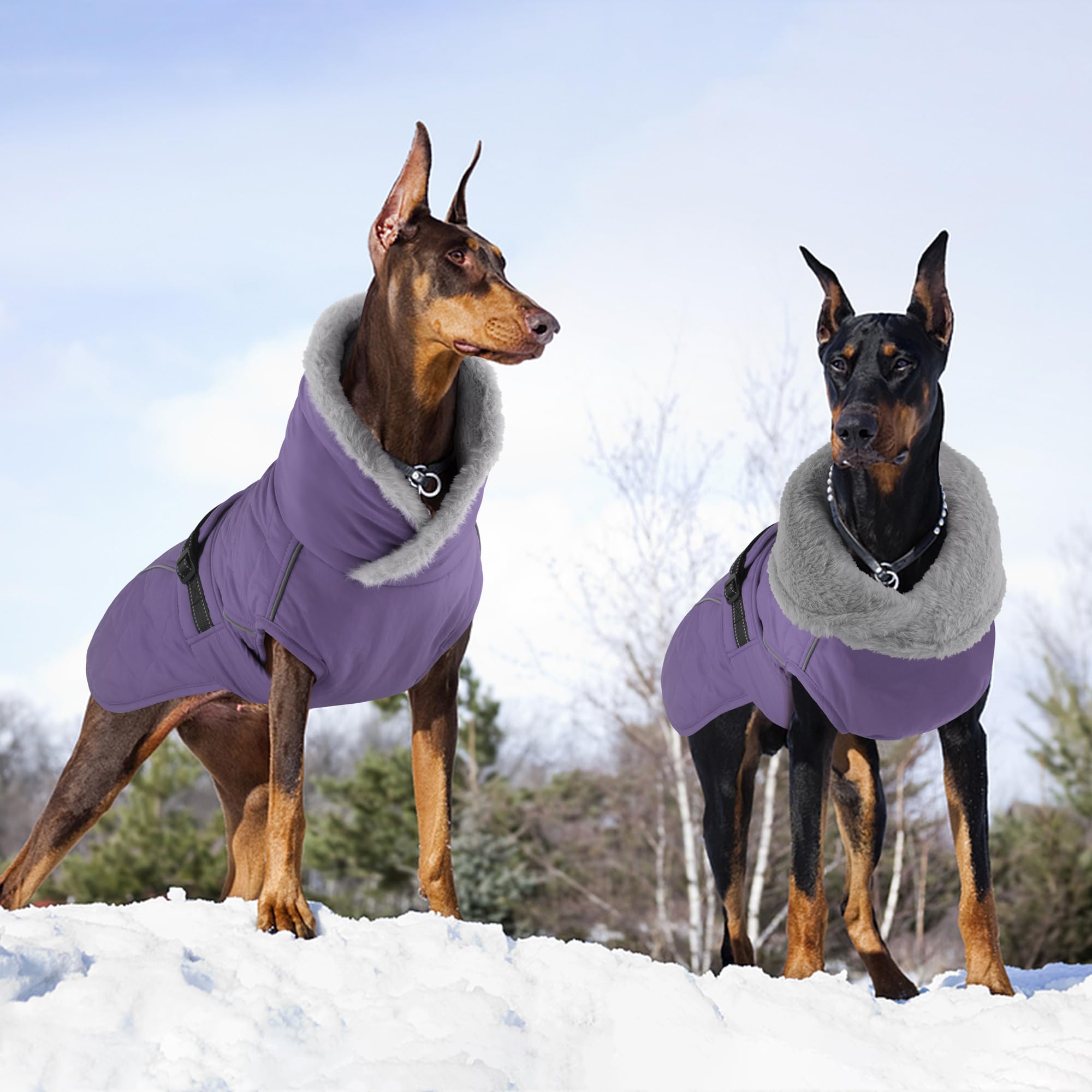 Petglad size chart guide image helps ensure a secure fit.