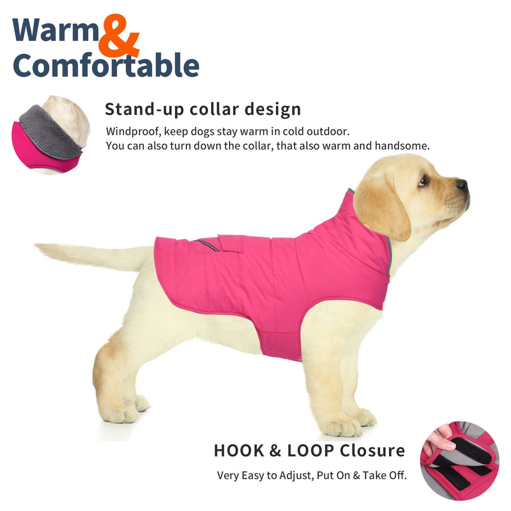 Petglad winter dog coat on dog during a walk shows durability in cold weather.