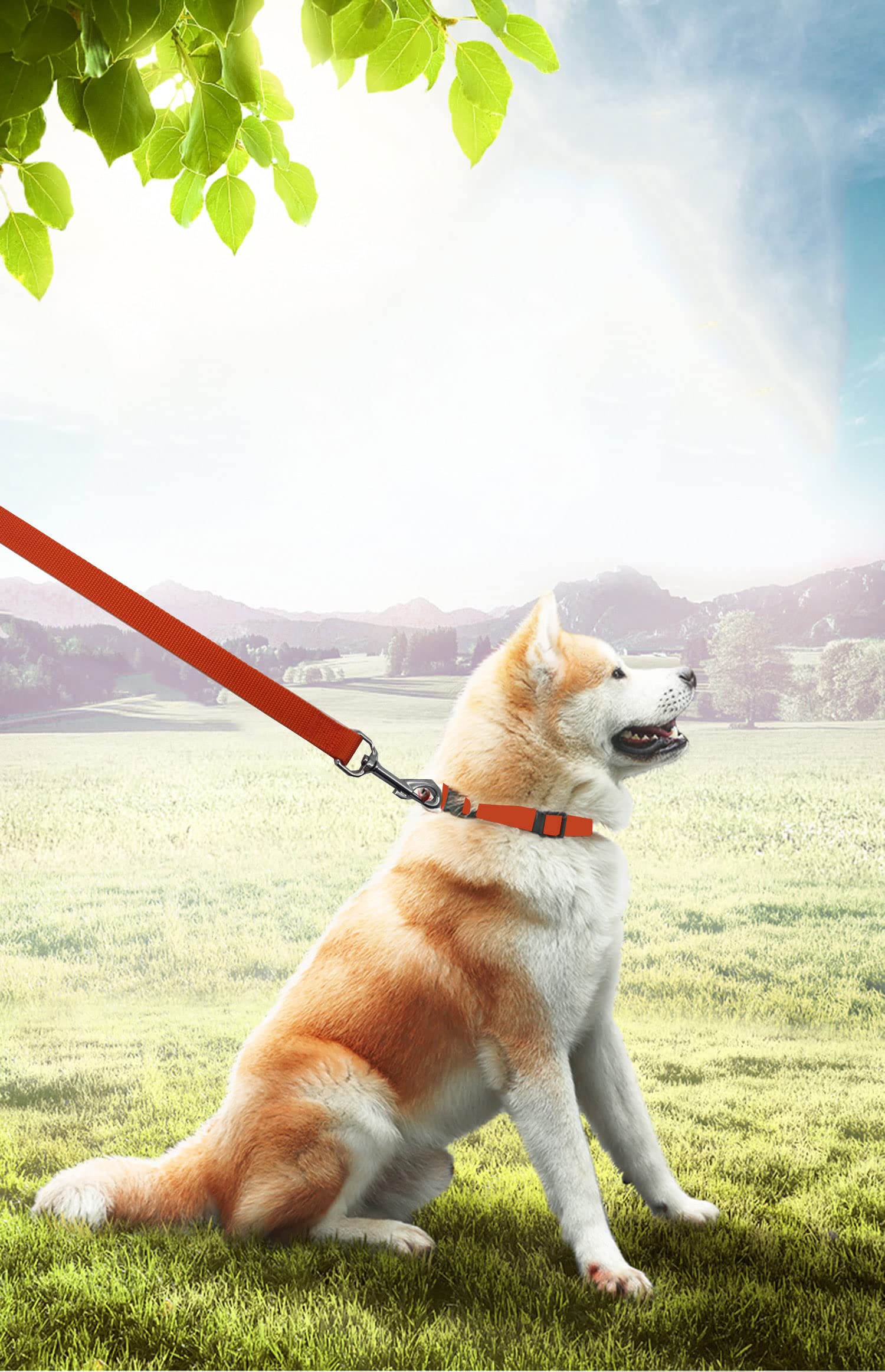 PETGOGO 50ft dog leash in orange for hiking and camping adventures.