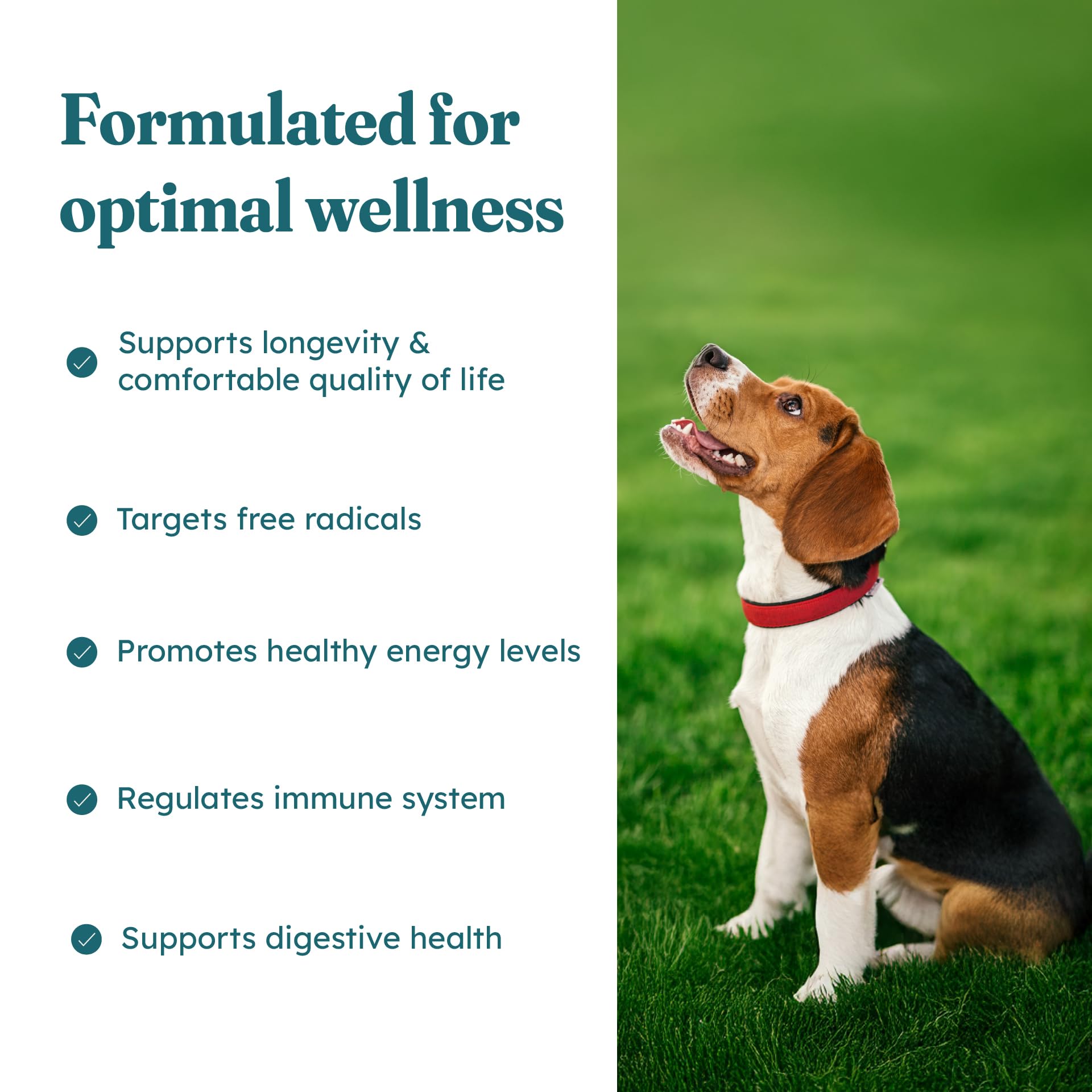 PetHeal Cancer Care Chews ginger-root label image emphasizing vitality and stamina for dogs.