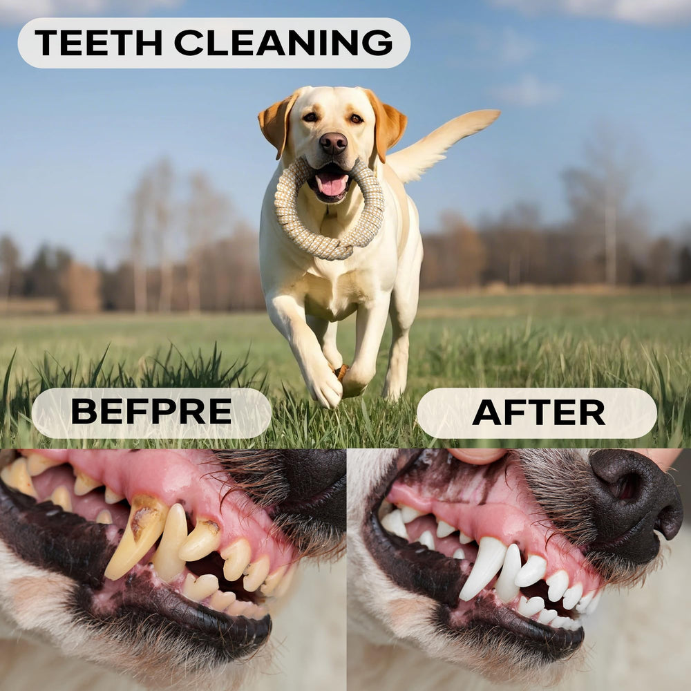 PetiFine 4-pack chew toys display showcases versatile play options