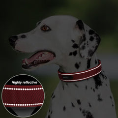 PetiFine 360° reflective straps increase visibility during dawn or dusk walks.