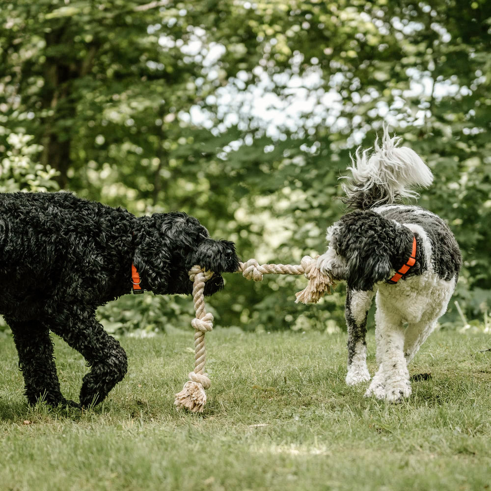 PetiFine dog rope toy indoor-outdoor play provides versatile entertainment for dogs and owners