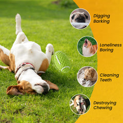 Petinstinct floating toy water fetch scene showcases splashy outdoor fun