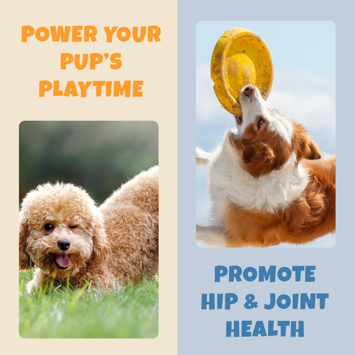 Petipet dog allergy chews outdoors during activity signaling potential mobility support.