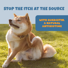 Petipet allergy chews on a serving dish highlighting easy-to-chew bites.