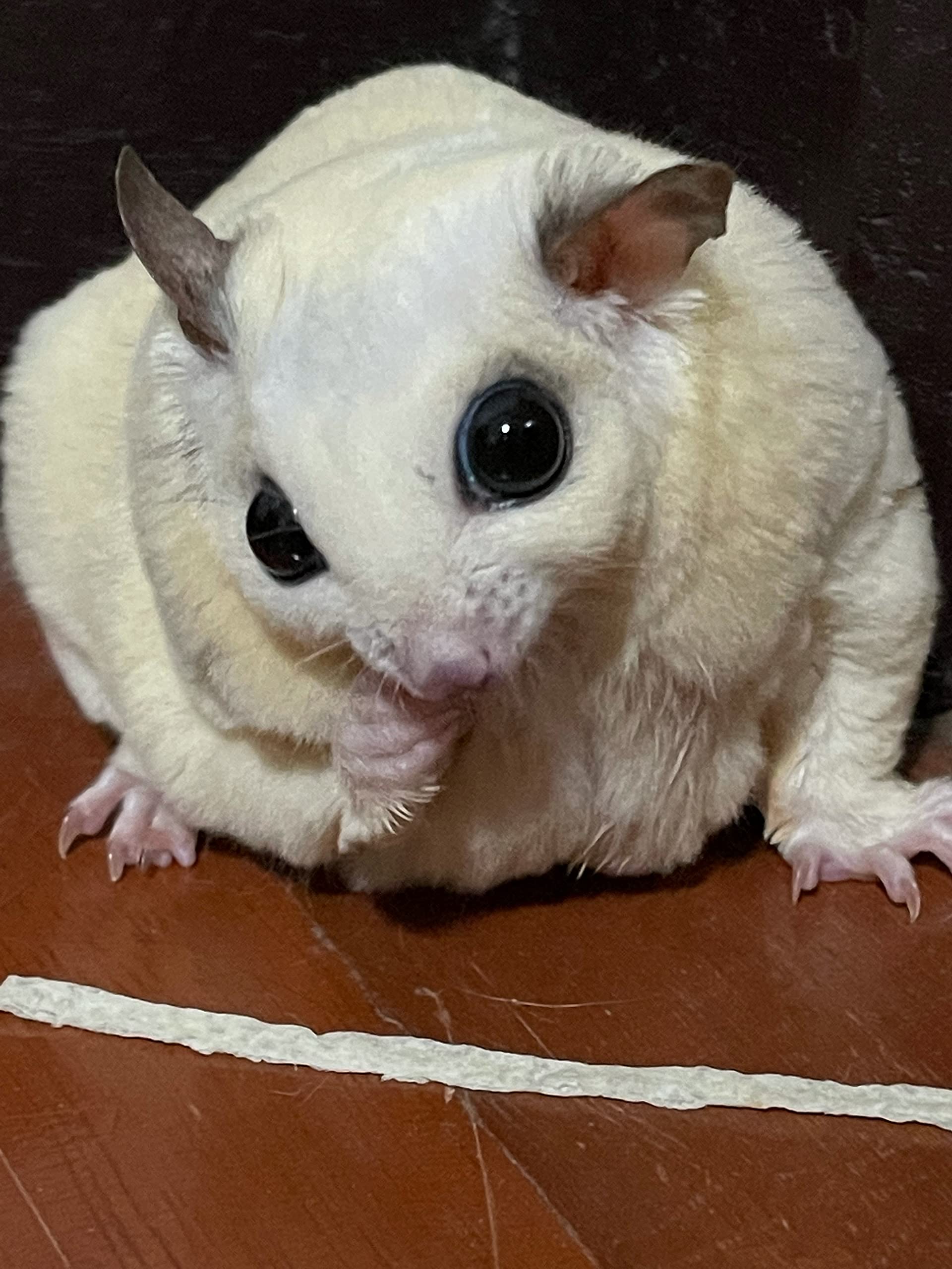 PETIVORE fish-stick on plate, tasty treat for hamsters.