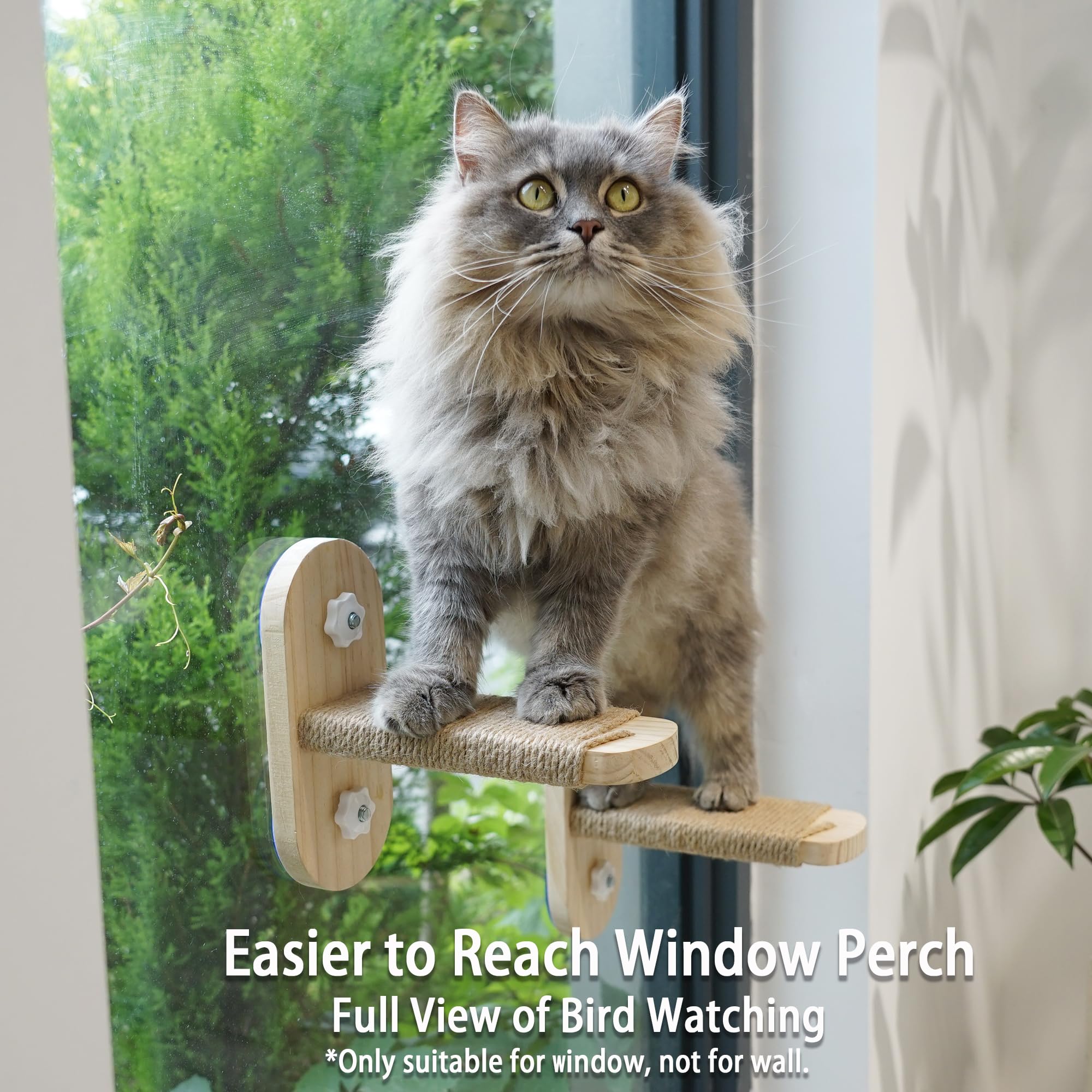 PETKARAY cat enjoying bird-watching at the window on a stable perch