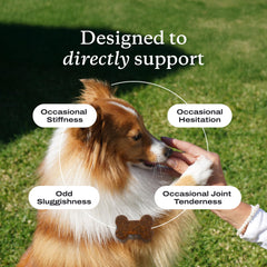 PetLab Co Joint Care Chews feature Green-Lipped Mussels supporting joint comfort.