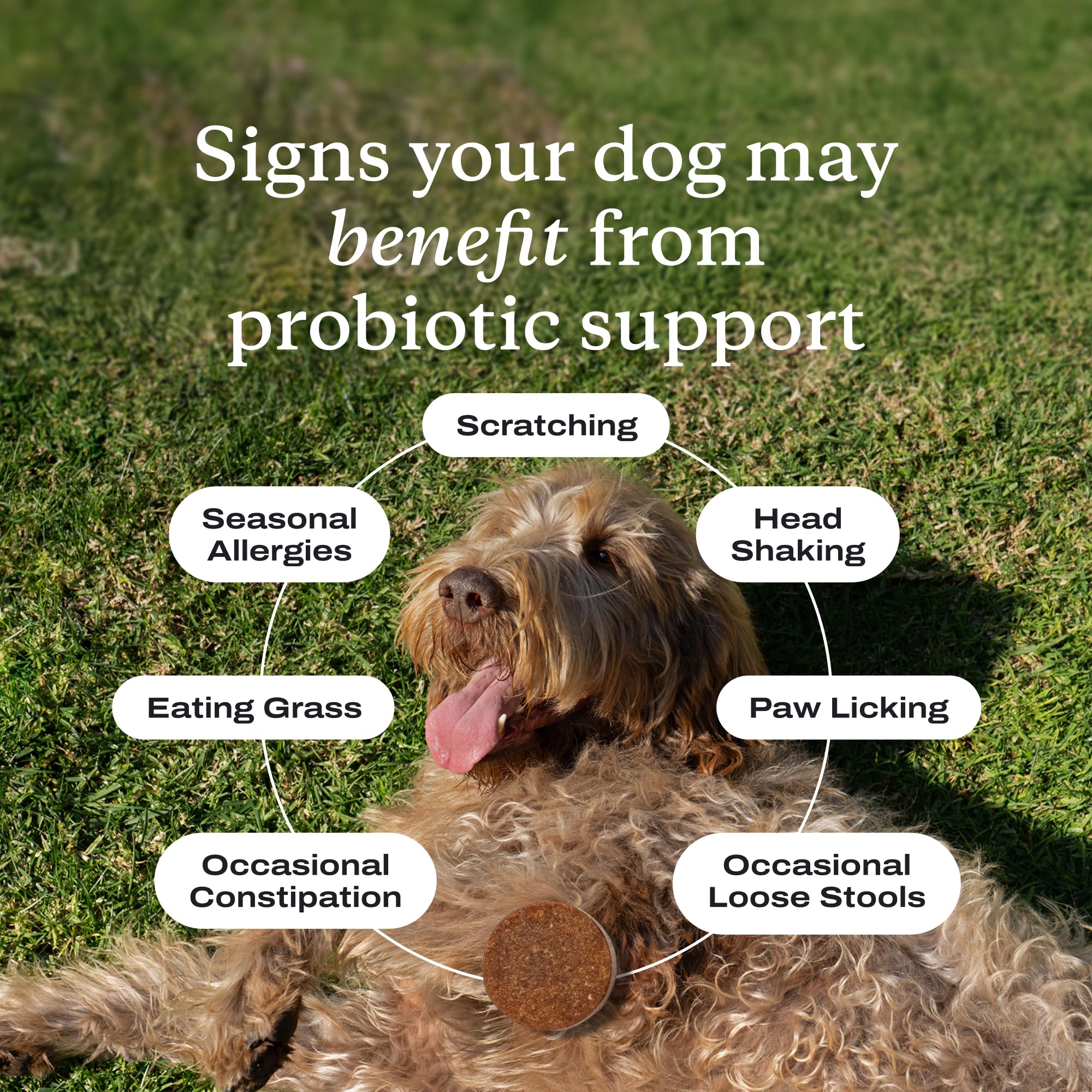 PetLab Co Probiotics for Dogs pork-flavor soft chews shown, supports palatability and digestive comfort