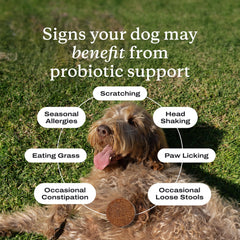PetLab Co Probiotics for Dogs pork-flavor soft chews shown, supports palatability and digestive comfort