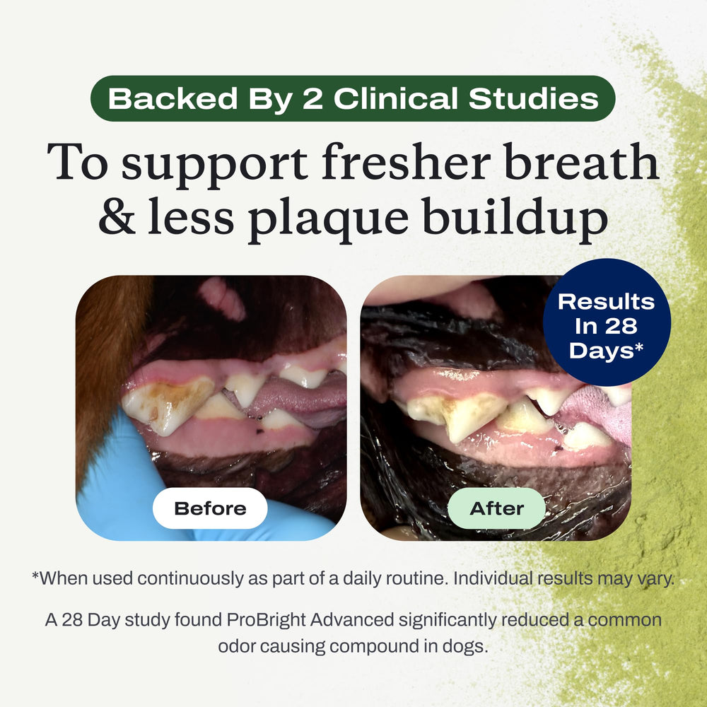 PetLab Co. ProBright large-dog mouth-shot suggesting tartar-targeted cleaning