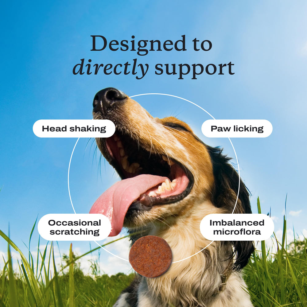 PetLab Co chews container—premium ingredients for skin and coat comfort.