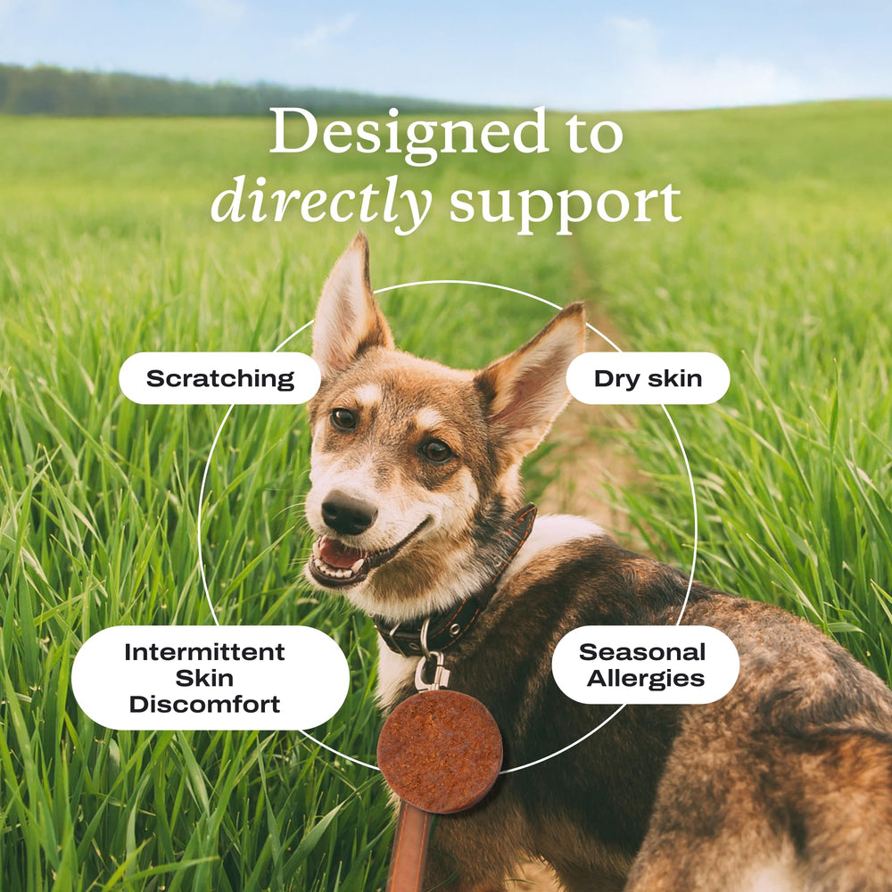 PetLab Co. Itch Relief Chew Pro—borage oil focus for omega-6 skin health support.