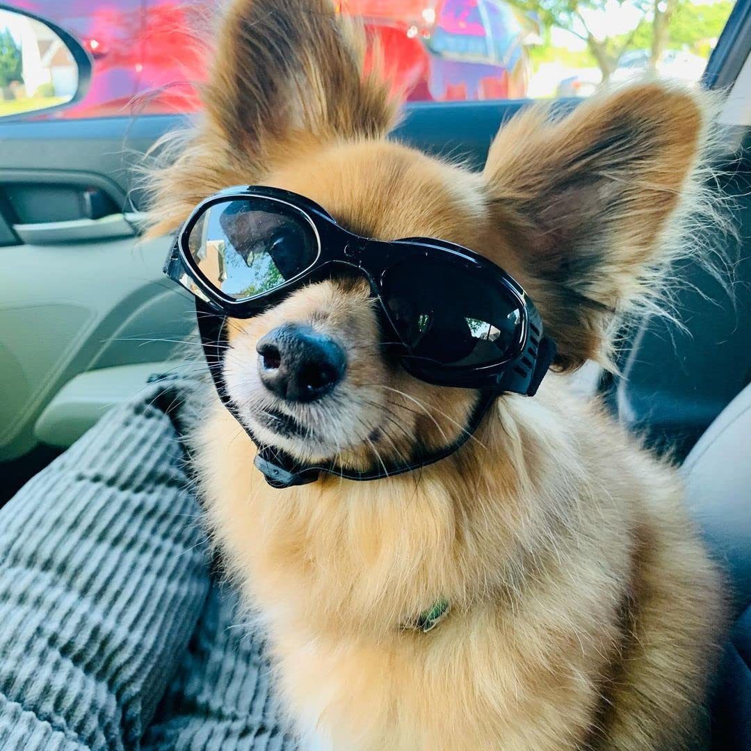 Petleso dog goggles adjustable chin strap for customizable sizing.
