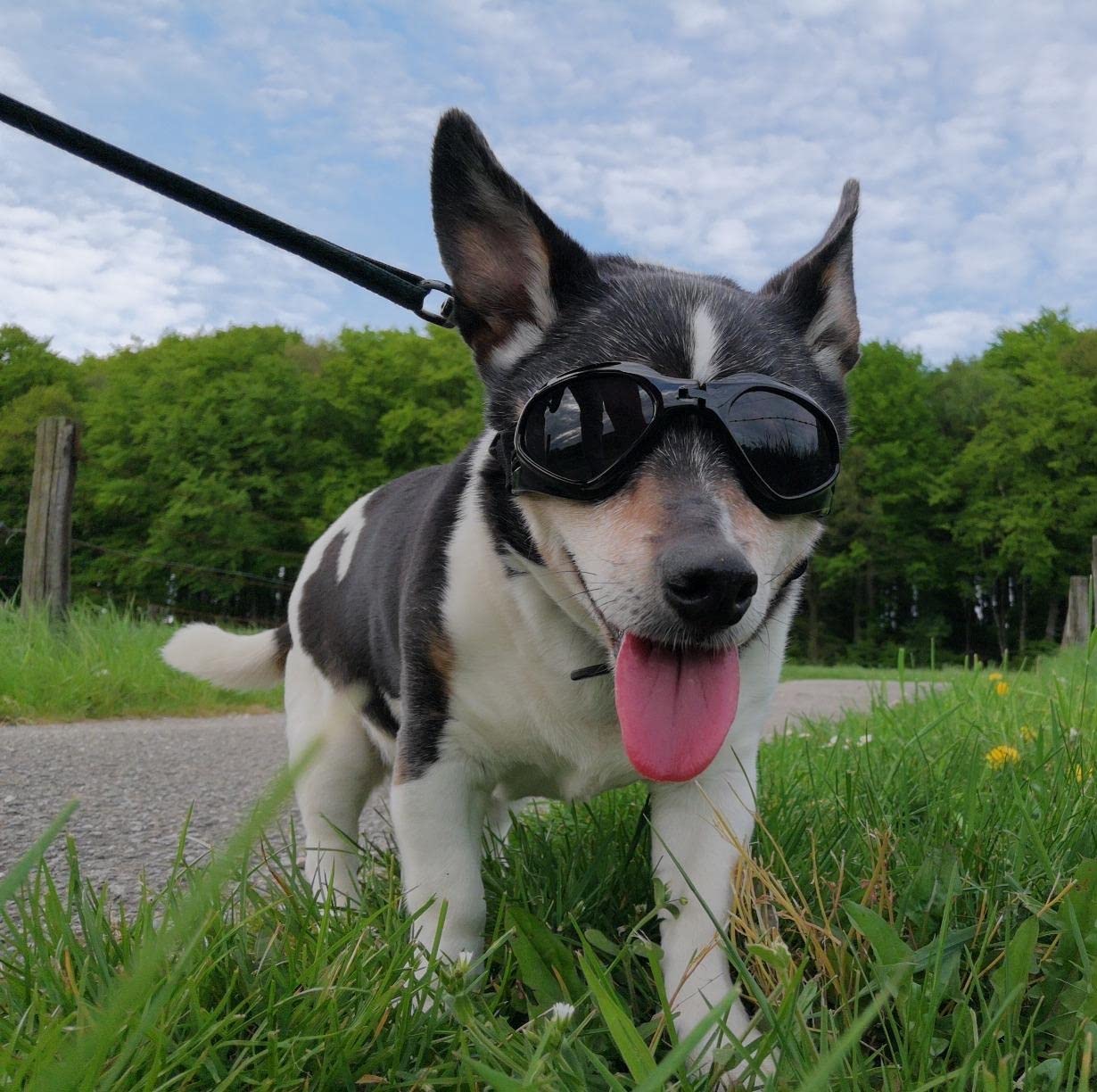 Petleso medium dog goggles shown on a dog during a walk.