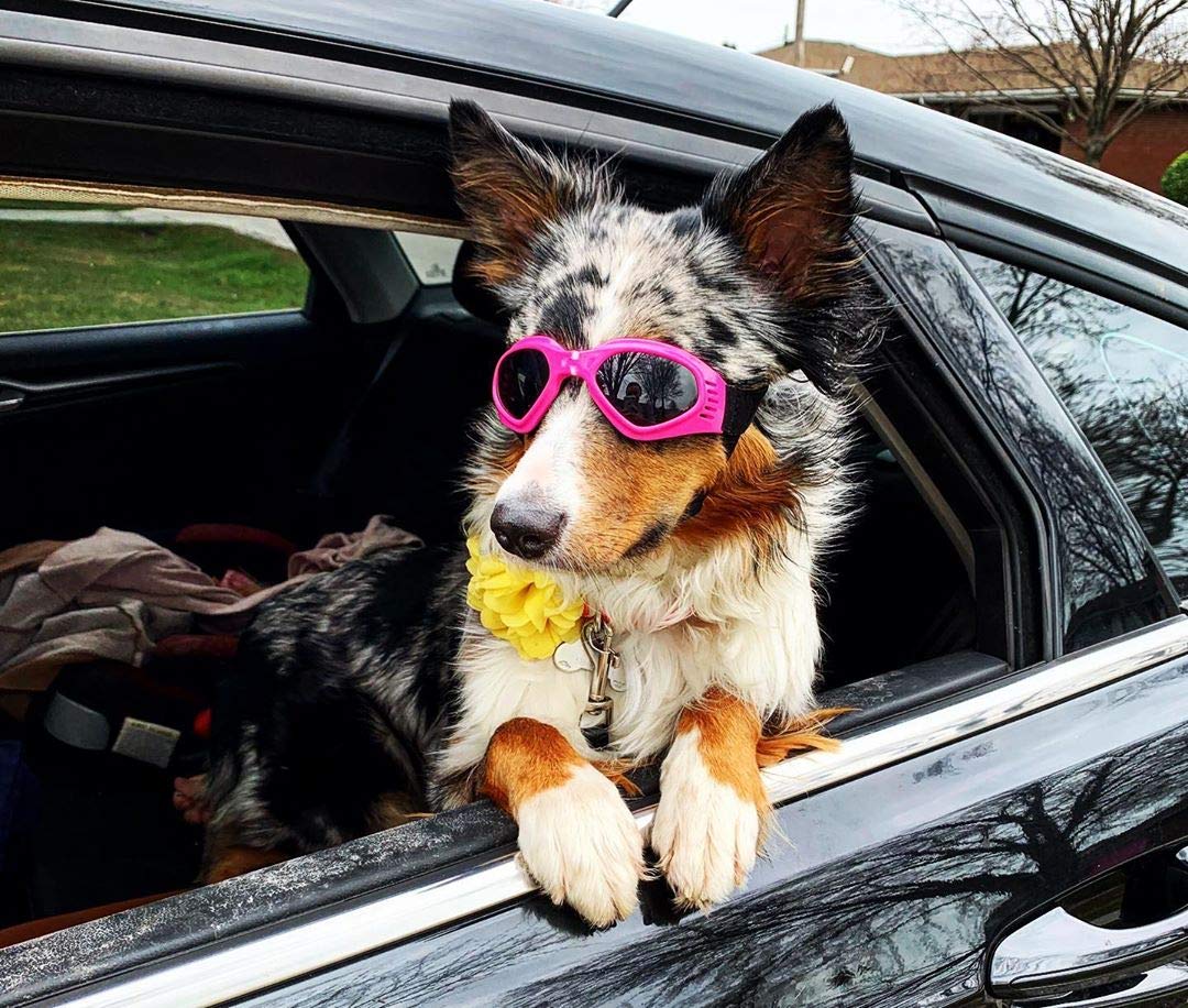 Petleso fashion-forward pink dog goggles showcasing stylish eyewear