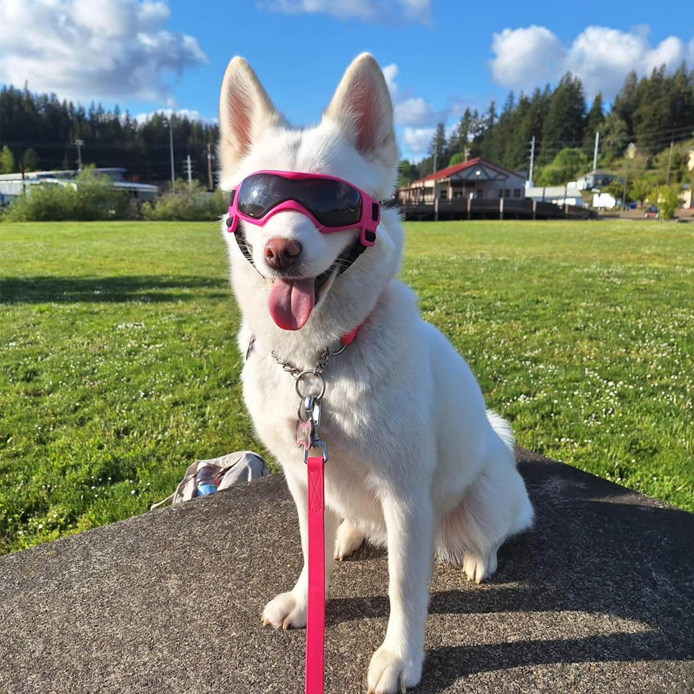 PETLESO dog goggles worn on dogs during outdoor activities.
