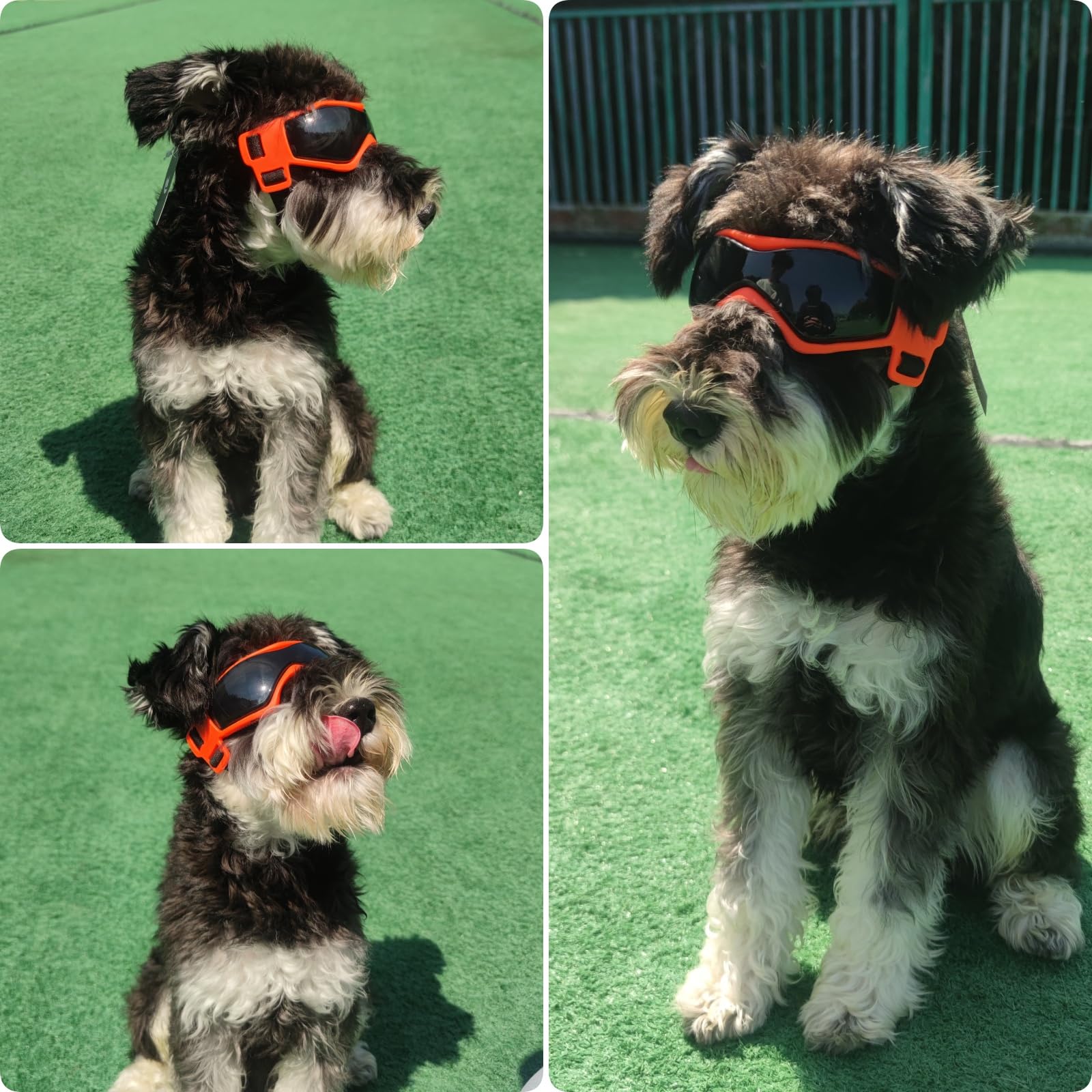 PETLESO dog goggles in orange for high visibility during outdoor activity