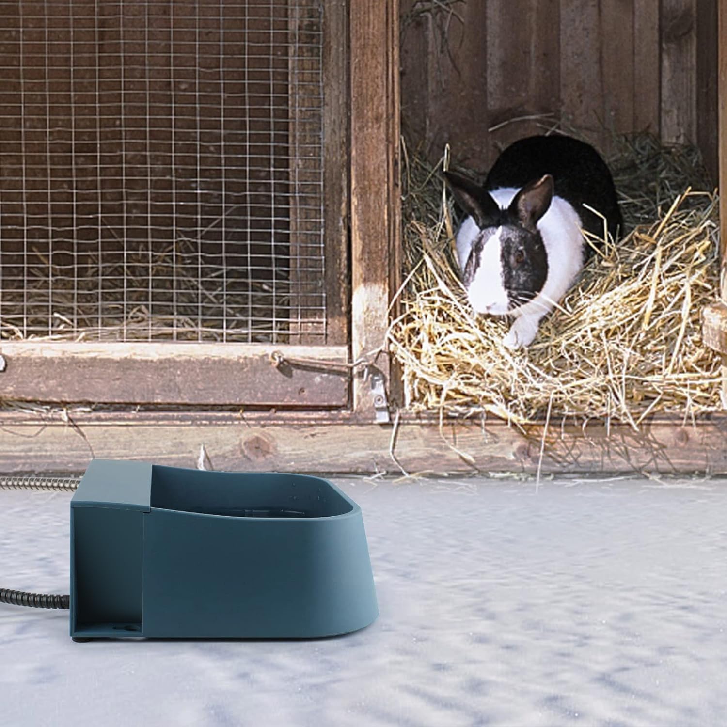 PETLESO Feral animals water supply in coop demonstrates year-round hydration.