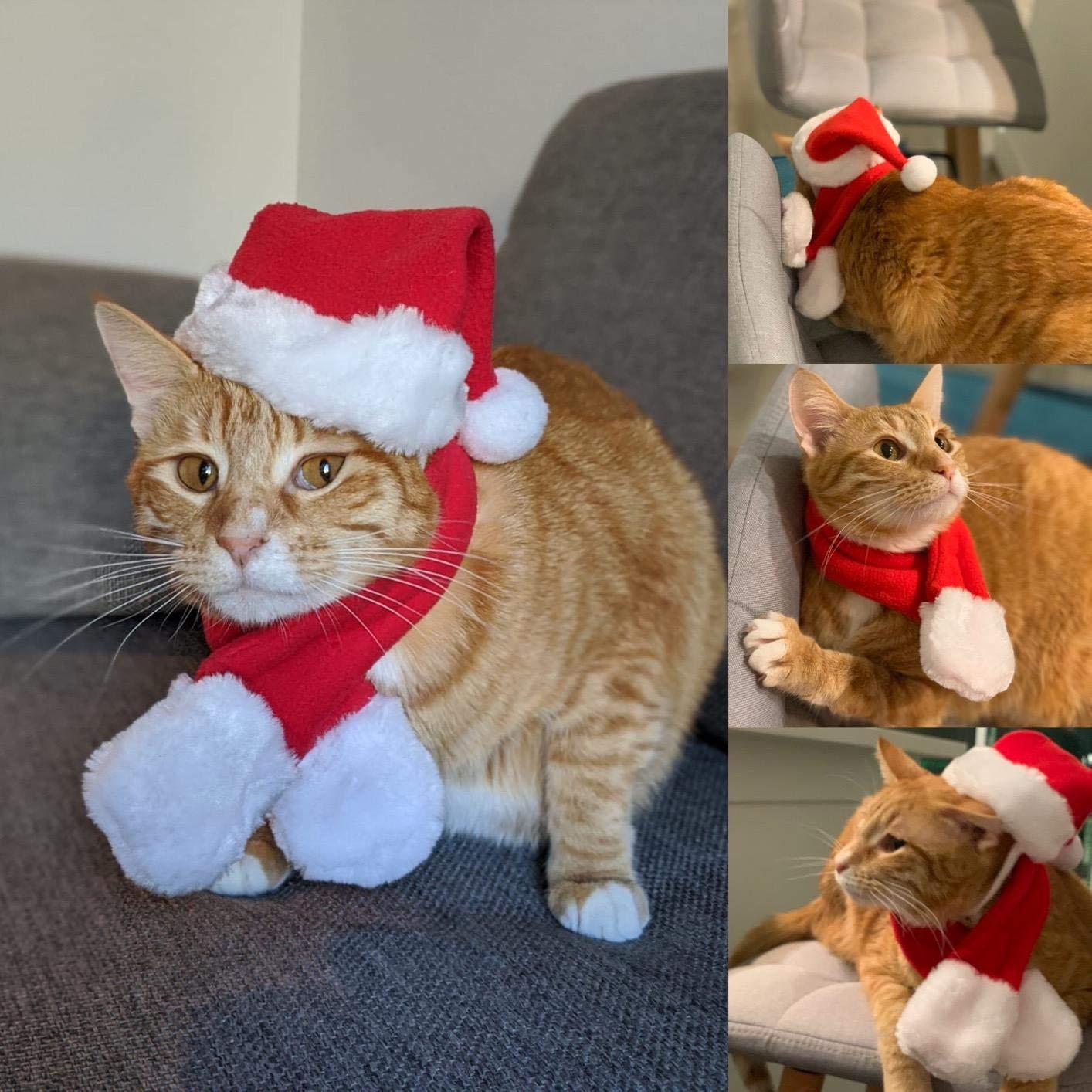 PETLESO Cat Santa Hat with Scarf in Christmas photo setup for pets.